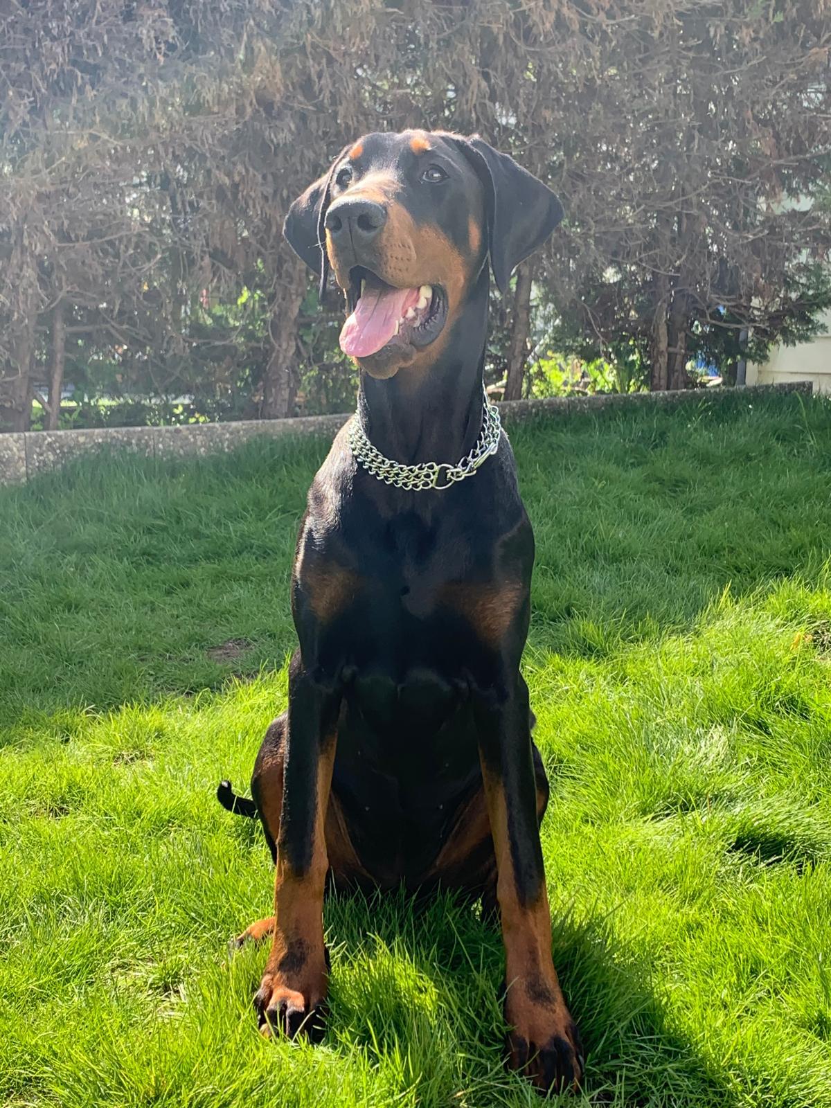 Dobermann Zucht vom Hellenthal Unsere Welpen